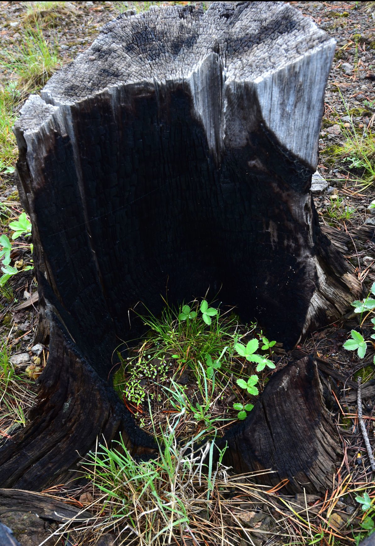Fire stump new growth